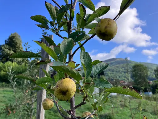 [POM_1001] Pomme Api (Apion, Api jaune) (AB)