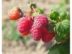 Framboisier Bois Blanc