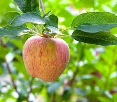 Pommier Gravenstein bio – variété ancienne