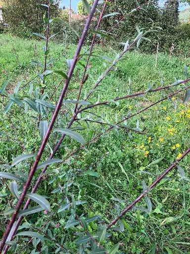 Salix purpurea Dark Dicks
