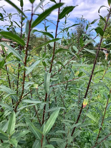 Salix triandra Grisette