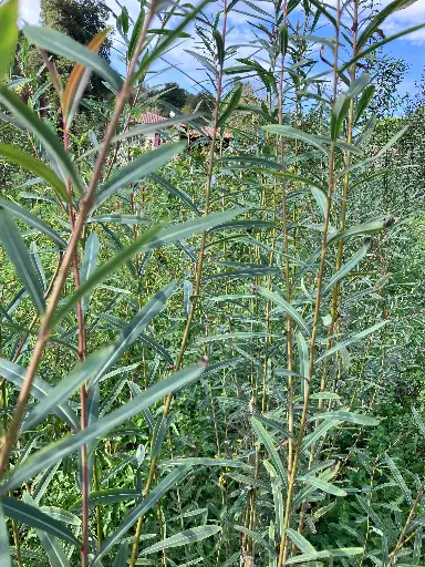 Salix triandra Hélix