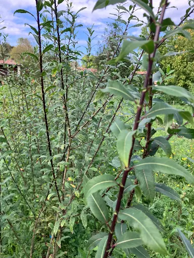 Salix triandra Noir de Villaines