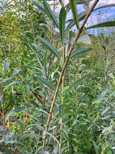 Salix purpurea Oural