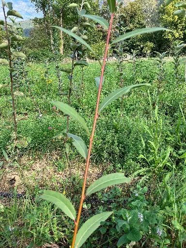 Salix fragilis Rouge Belge