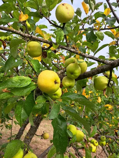 [POM_1008] Pomme Belchard / Chanteclerc (AB)