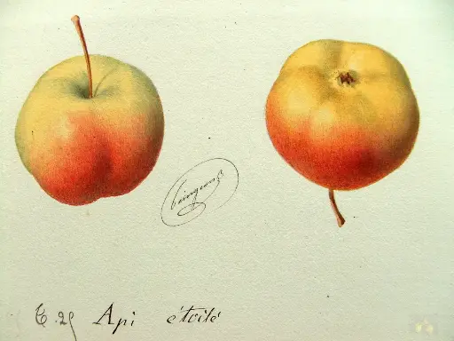 [POM_1023] Pomme Api étoilé (AB)