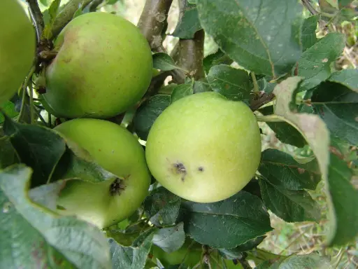 [POM_1026] Pomme Belle Louronnaise (AB)