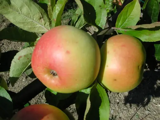 [POM_1035] Pomme Reinette Blanche d'Espagne (AB)