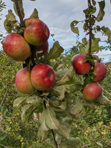 [POM_1005] Pomme Court pendu rouge des Pyrénées / Bethmale (AB)