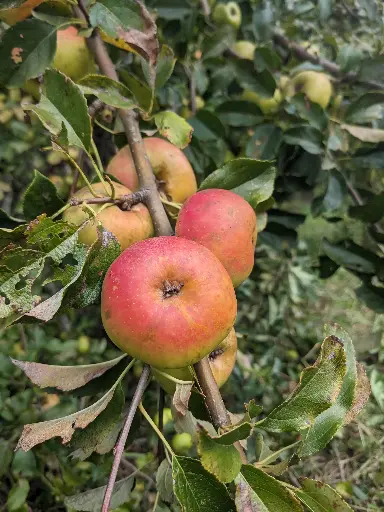 Pommier Couteras bio – variété locale