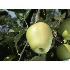 [POM_1007] Pomme Museau de Lièvre (AB)