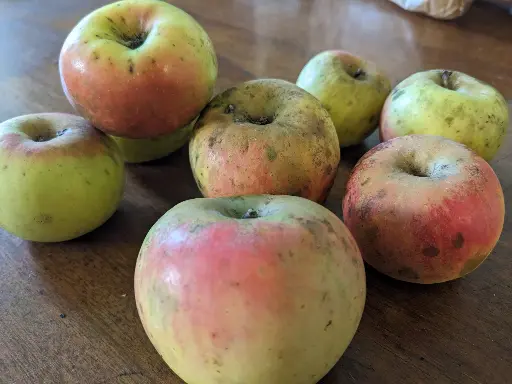 [POM_1056] Pomme Oeil Gros / Ouillie Grosse / Bolivarde (AB)