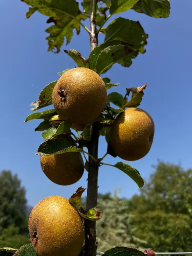 [POM_1019] Pomme Patte de Loup (AB)