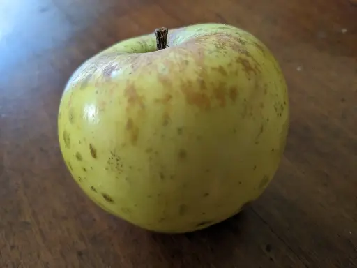 Pommier Pomme-Coing bio – variété ancienne