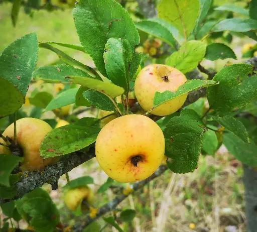 [POM_1015] Pomme Reinette d'Or (Reinette Dorée) (AB)