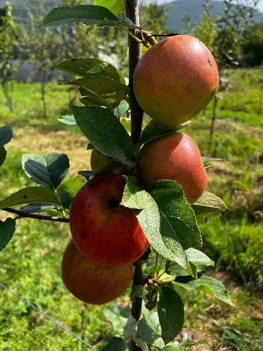 [POM_1034] Pomme Reine des Reinette (AB)