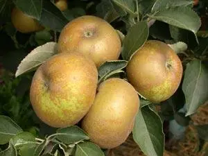 [POM_1014] Pomme Reinette Grise du Canada (AB)