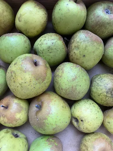 [POM_1042] Pomme de l'Estre (Reinette de Brive, Sainte-Germaine) (AB)