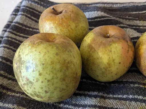 Pommier Toureillière bio – variété locale