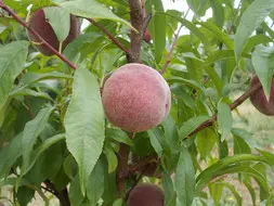 [PECH_2005] Sanguine Saint Laurent (AB)